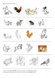 English worksheet: have you got a pet