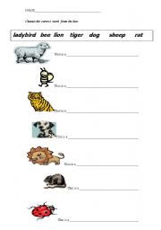 English worksheet: animal worksheet