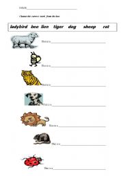 English Worksheet: animal worksheet