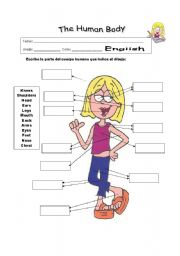 English Worksheet: Human body