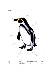 English worksheet: Label the penguin parts