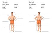 English worksheet: The Body