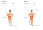 English Worksheet: The Body