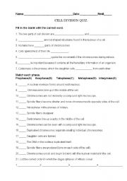 English Worksheet: Cell division
