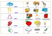 English worksheet: Sensorials (Body Parts)