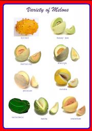 Variety of Melons ** fully editable