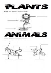 English Worksheet: plants and animals