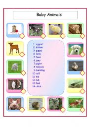 English Worksheet: Baby animals