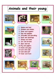 English Worksheet: Animals and their young