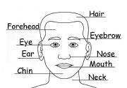 English Worksheet: Face Parts