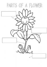 English Worksheet: PARTS OF A FLOWER