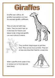 Giraffes