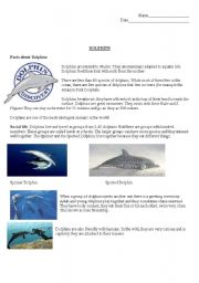 English Worksheet: Dolphins