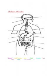 English Worksheet: human body