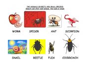 English worksheet: THE ANIMALS (INSECTS AND SMALL SPECIES)