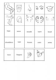 English Worksheet: parts of the body