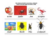 English worksheet: THE CALLIGRAPHY OF THE ANIMALS (INSECTS AND SMALL ANIMALS)