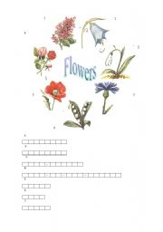 English Worksheet: Flowers