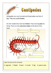 Centipedes