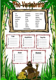 English Worksheet: The Vertebrate