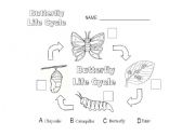 English Worksheet: Butterfly Life Cycle