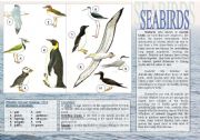 Birds - 1.Seabirds