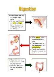 English Worksheet: DIGESTION