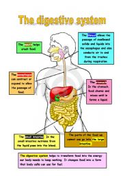 English Worksheet: The digestion systlem