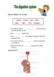 English Worksheet: The digestive system activities