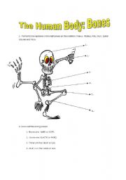 English Worksheet: The Human Body: Bones