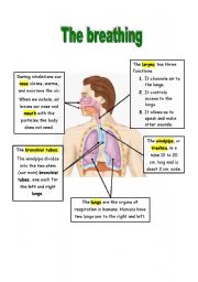 English Worksheet: The breathing