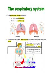 English Worksheet: The respiratory system