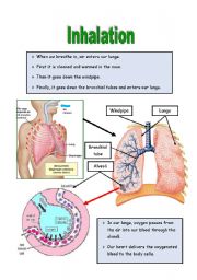 English Worksheet: Inhalation