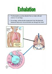 English Worksheet: Exhalation