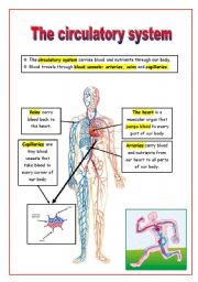 English Worksheet: The circulatory system