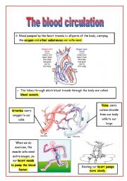 English Worksheet: The blood circulation