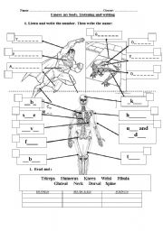 English Worksheet: Muscles and Sciences