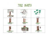 English Worksheet: tree parts