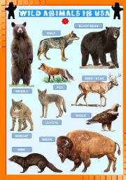 English Worksheet: Wild animals in USA (1)