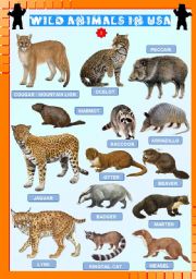 Wild animals in USA (2)