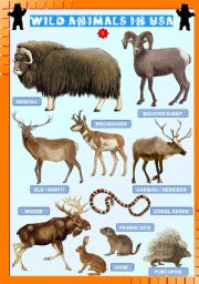 English Worksheet: Wild animals in USA (3)