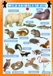 English Worksheet: Wild animals in USA (4)