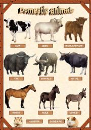 English Worksheet: Domestic animals 1/3