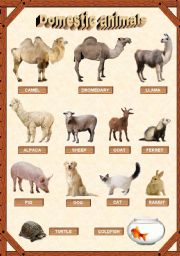 English Worksheet: Domestic animals 2/3