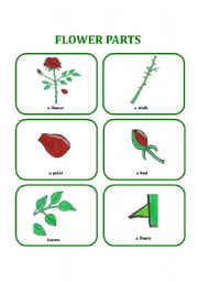 English Worksheet: FLOWER PARTS