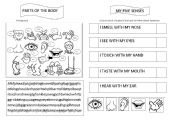 English Worksheet: Parts of the body and my senses