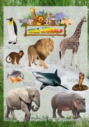 Wild animals - Poster 1