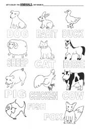 English Worksheet: animals