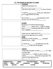 English Worksheet: parts of the plant