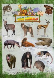 English Worksheet: Wild animals - Poster 3